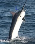 De-pesca