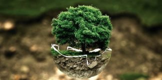 BCD TRAVEL NEUTRALIZA SUS EMISIONES DE CARBONO BCD TRAVEL NEUTRALIZA SUS EMISIONES DE CARBONO