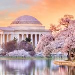 Jefferson Memorial during the Cherry Blossom Festival