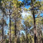 Reforestación