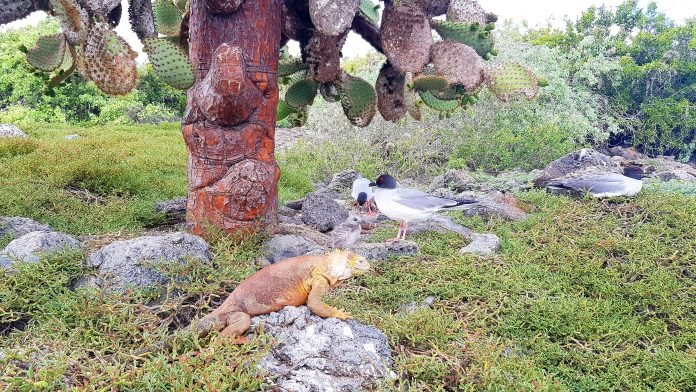 ISLAS GALÁPAGOS MICE