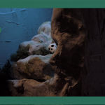 El templo perdido_grande