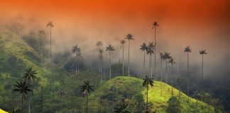 CALI Y PAISAJE CULTURA CAFETERO (COLOMBIA)- PURO INCENTIVO CALI Y PAISAJE CULTURA CAFETERO (COLOMBIA)